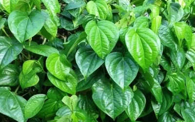 Khasiat Daun Sirih untuk Menjaga Kesehatan Vagina